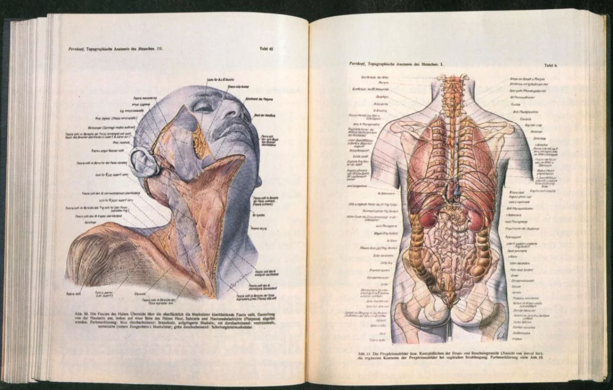 Dilema: o livro de anatomia dos nazistas que ainda  usado por alguns mdicos