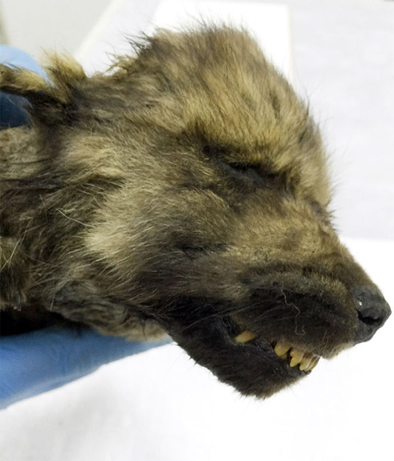 Co ou lobo? Este fssil de um filhote de 18.000 anos intriga os cientistas