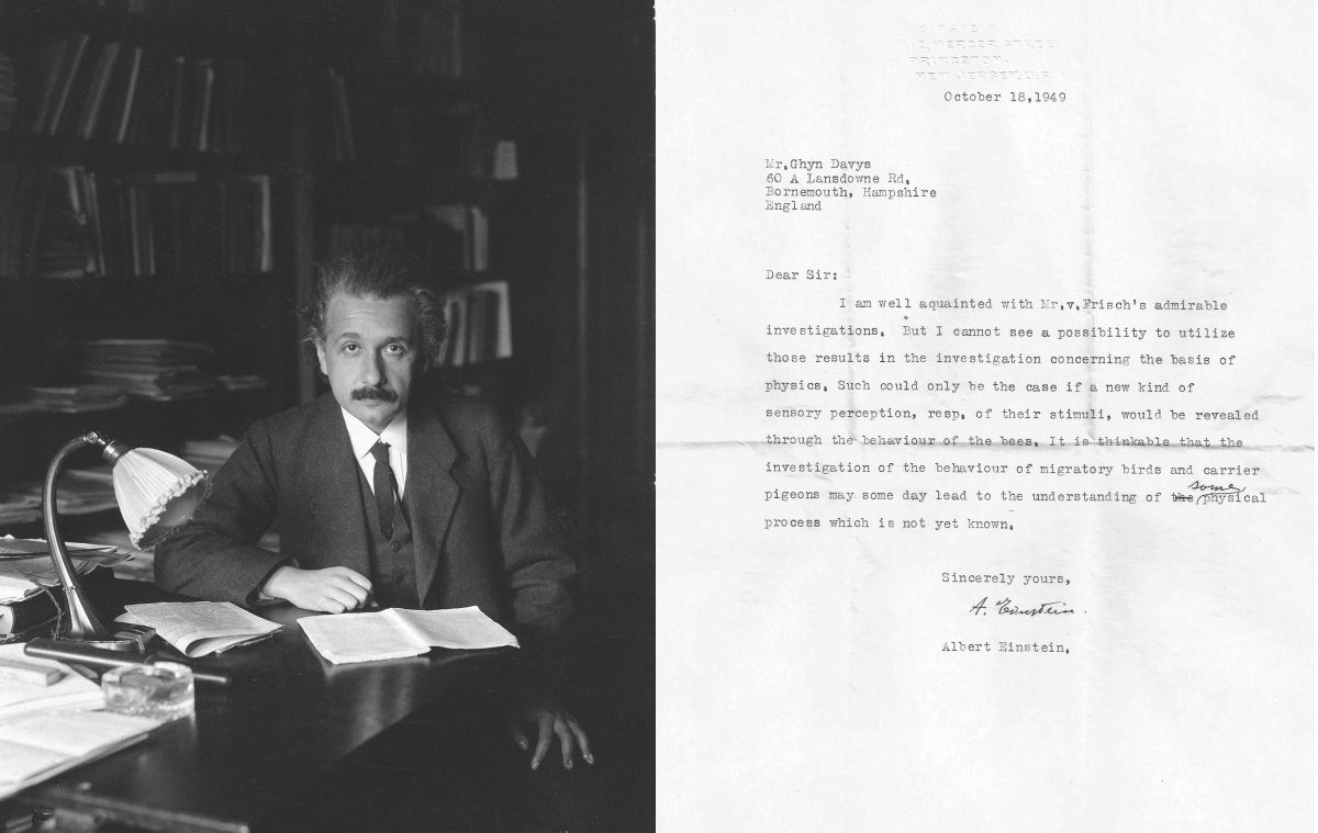Em carta perdida de Einstein, ele prediz a capacidade das aves para se orientar com um sexto sentido