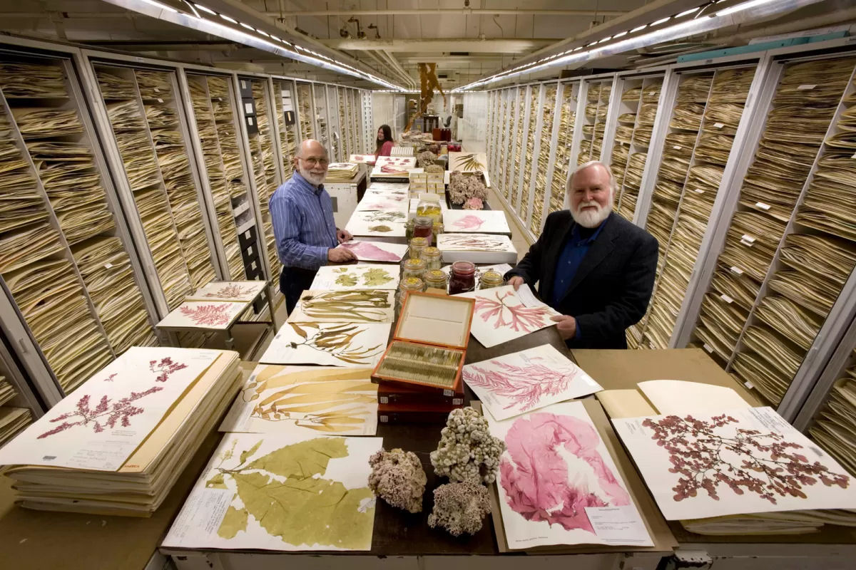 Fotos incríveis das enormes coleções de espécimes do Smithsonian