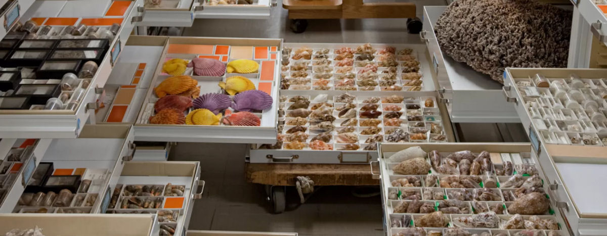 Fotos incríveis das enormes coleções de espécimes do Smithsonian