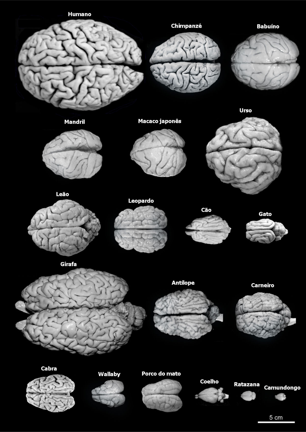 Comparando nosso crebro com outras espcies