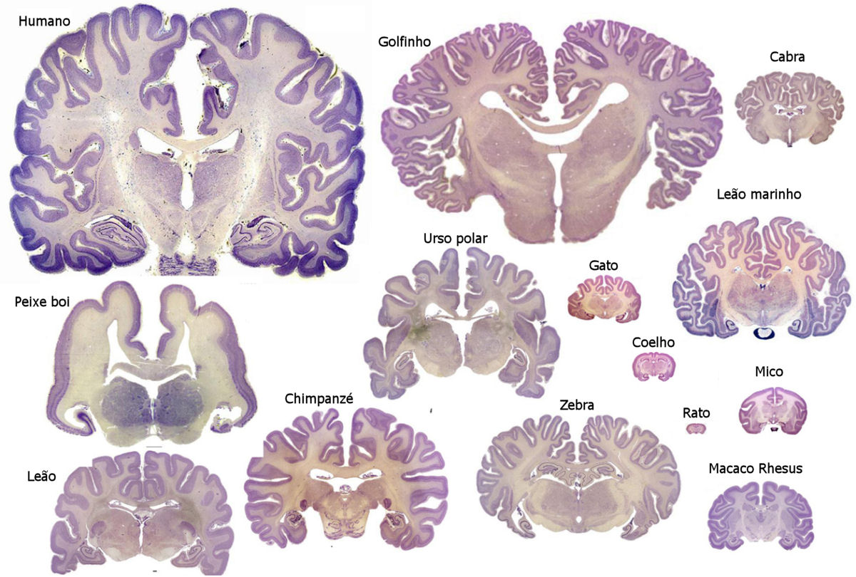 Comparando nosso crebro com outras espcies