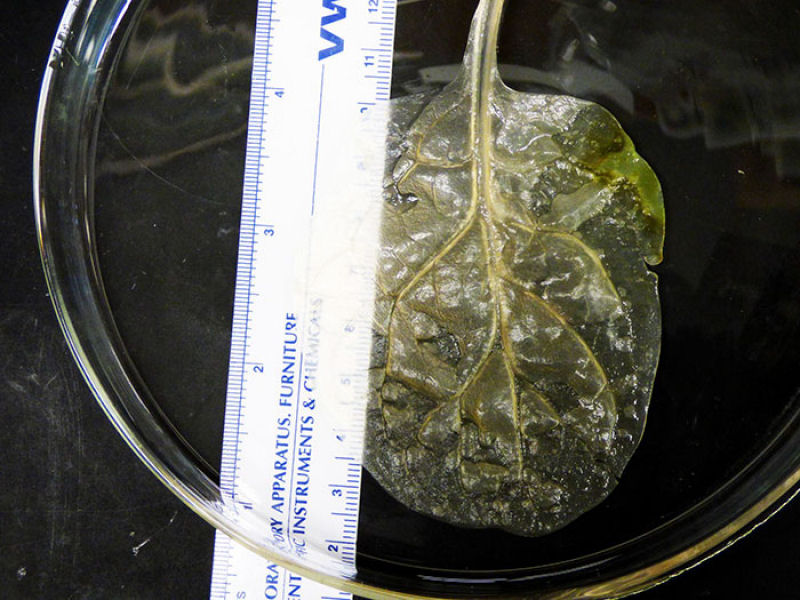 Cientistas convertem folhas de espinafre em tecido cardíaco funcional 03