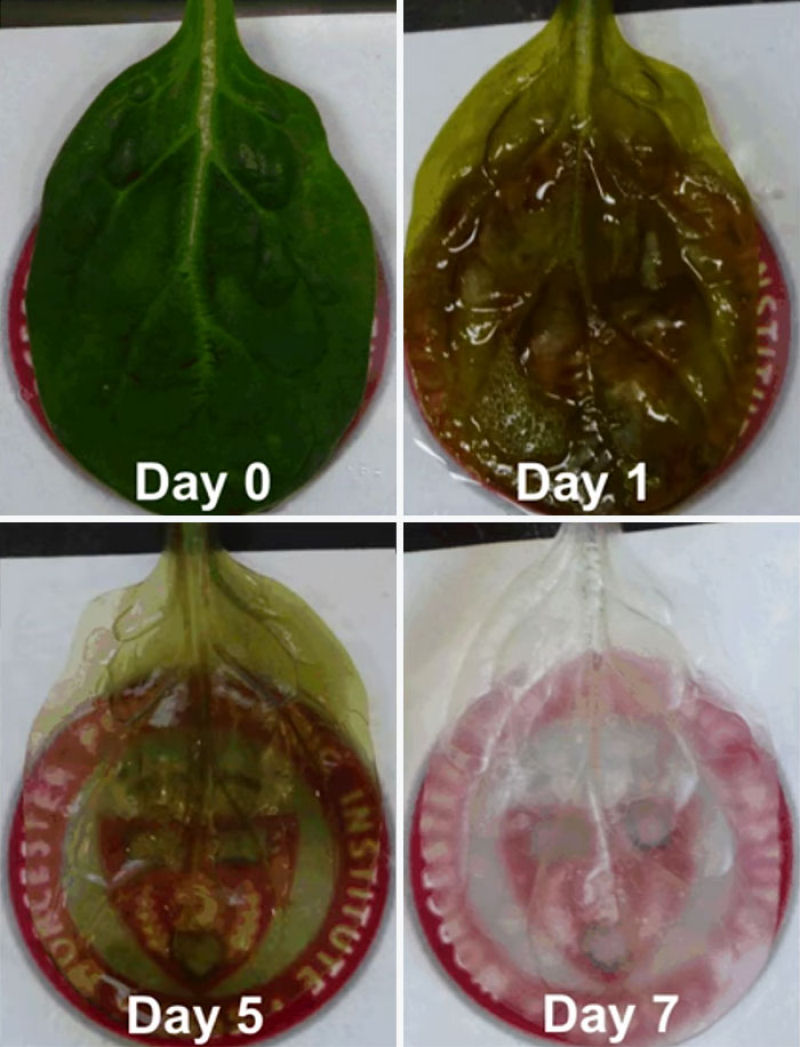 Cientistas convertem folhas de espinafre em tecido cardíaco funcional 06