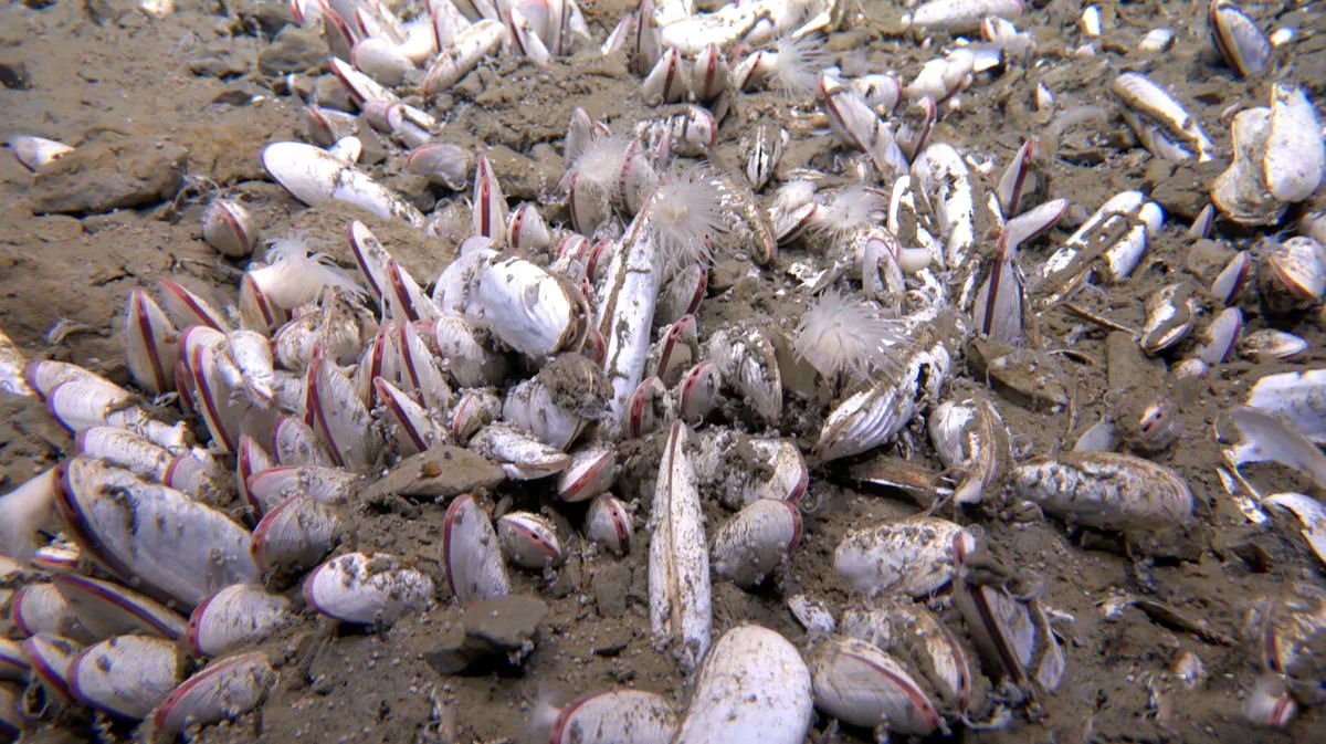 Imagens inéditas capturam criaturas bizarras que prosperam nas profundezas extremas do oceano