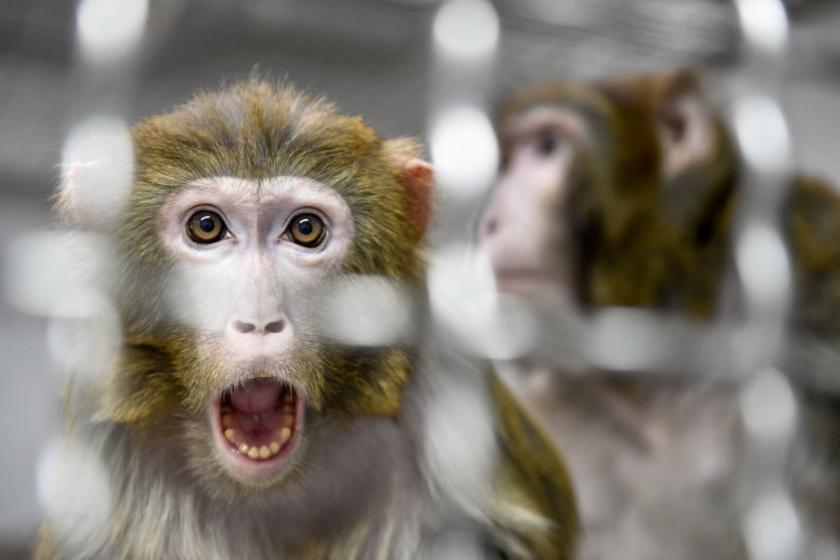 O que acontece quando cientistas injetam um gene de inteligncia humana em um macaco?