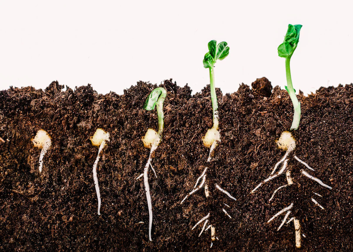 A germinação de uma planta é tão complicada que dá até pregui...