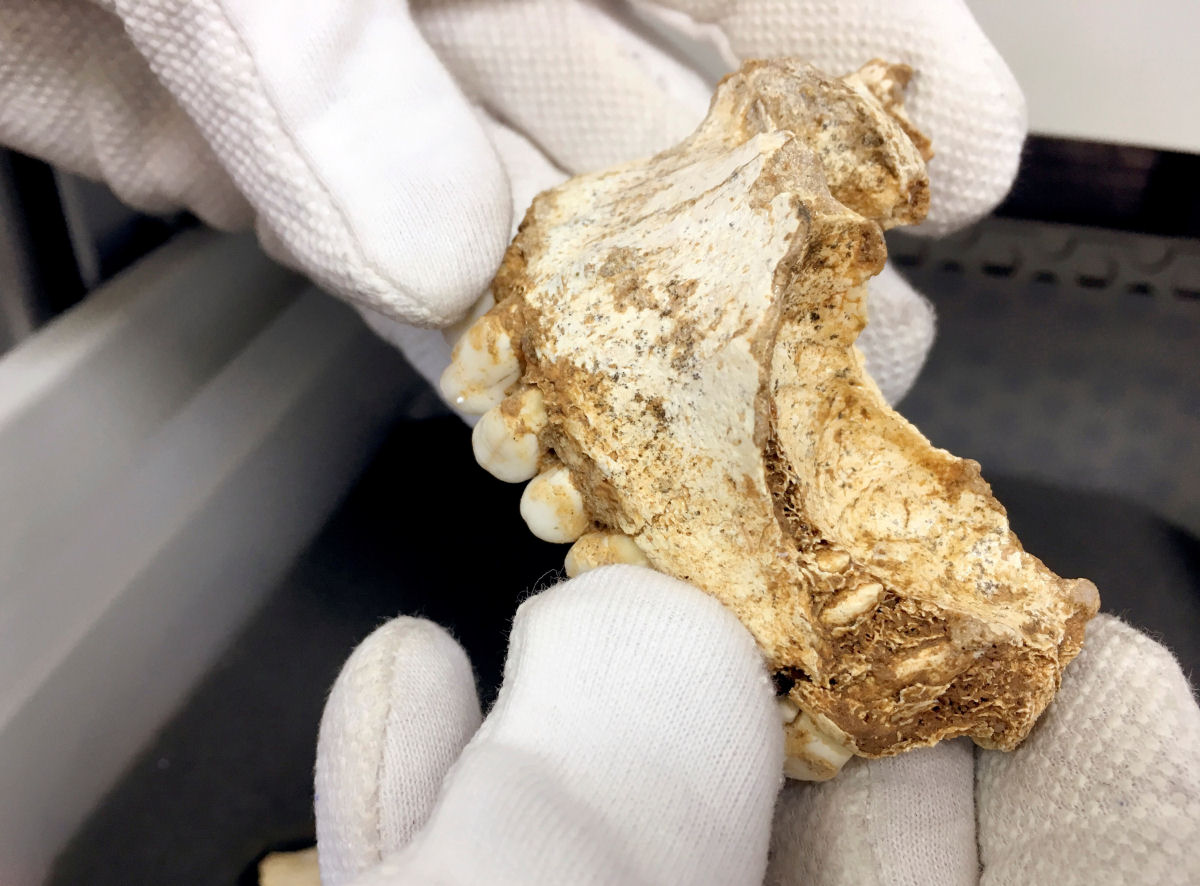 DNA antigo revela a primeira famlia neandertal conhecida