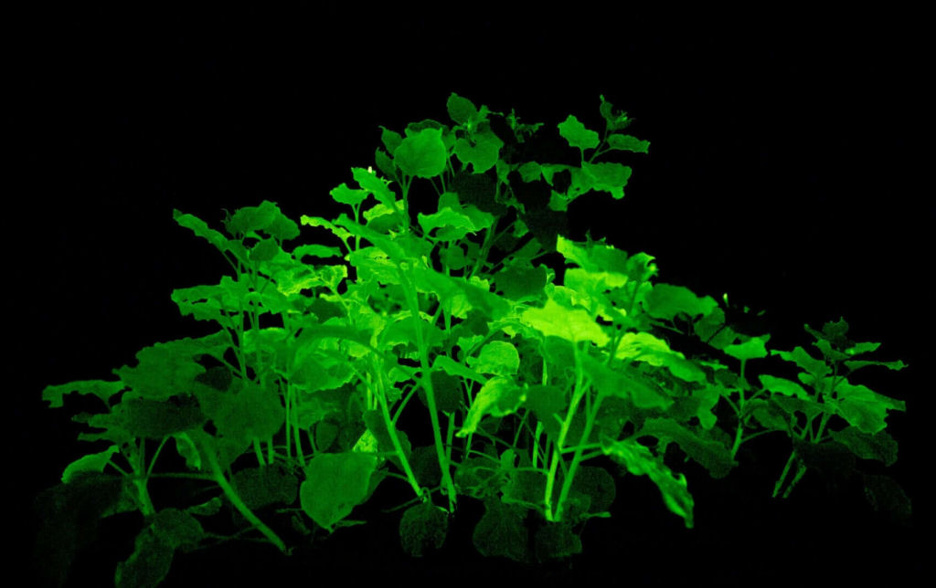 Cientistas criam plantas bioluminescentes que lembram as selvas de 'Avatar'