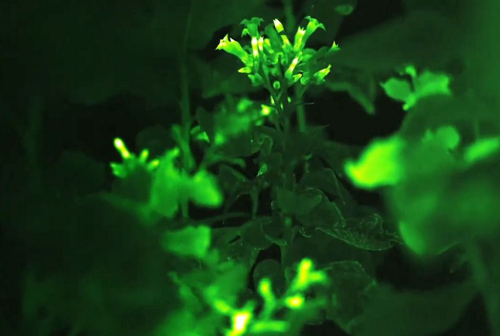 Cientistas criam plantas bioluminescentes que lembram as selvas de 'Avatar'