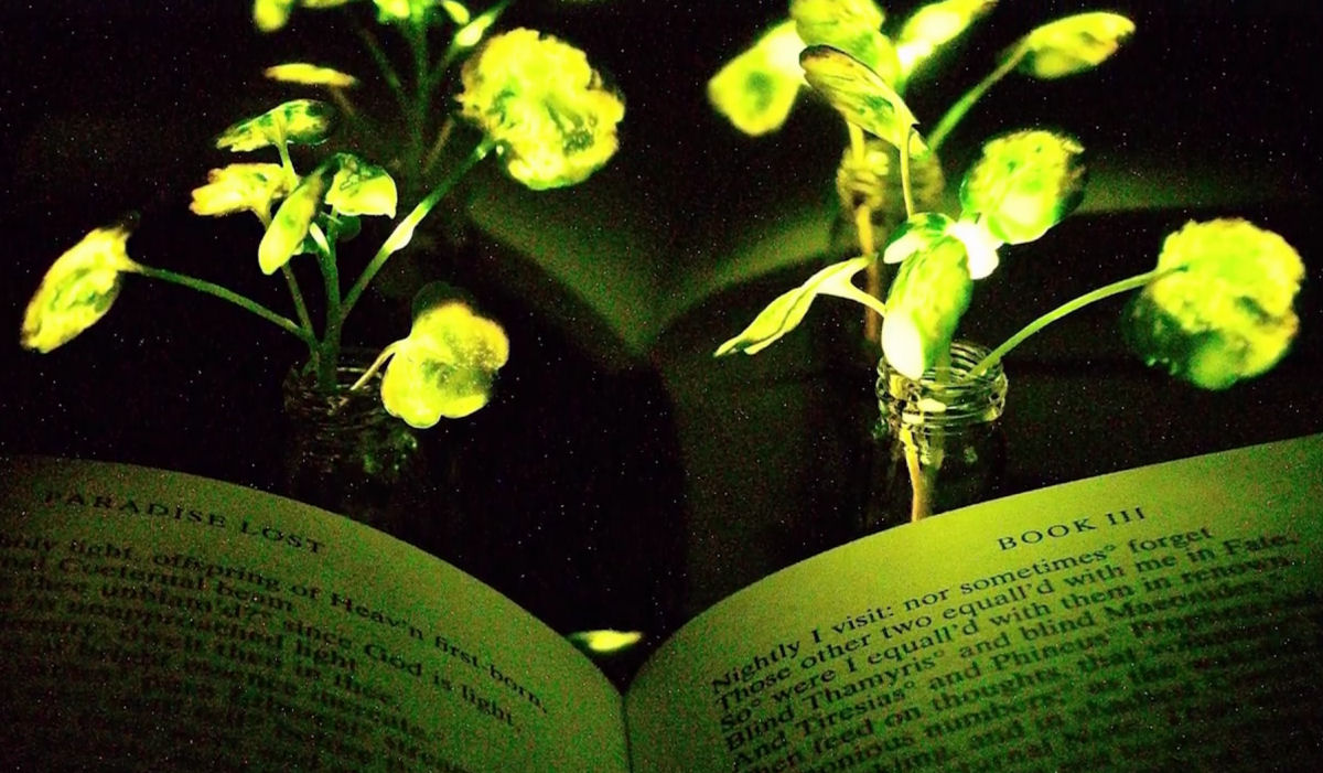 Cientistas do MIT conseguem que uma planta doméstica brilhe no escuro