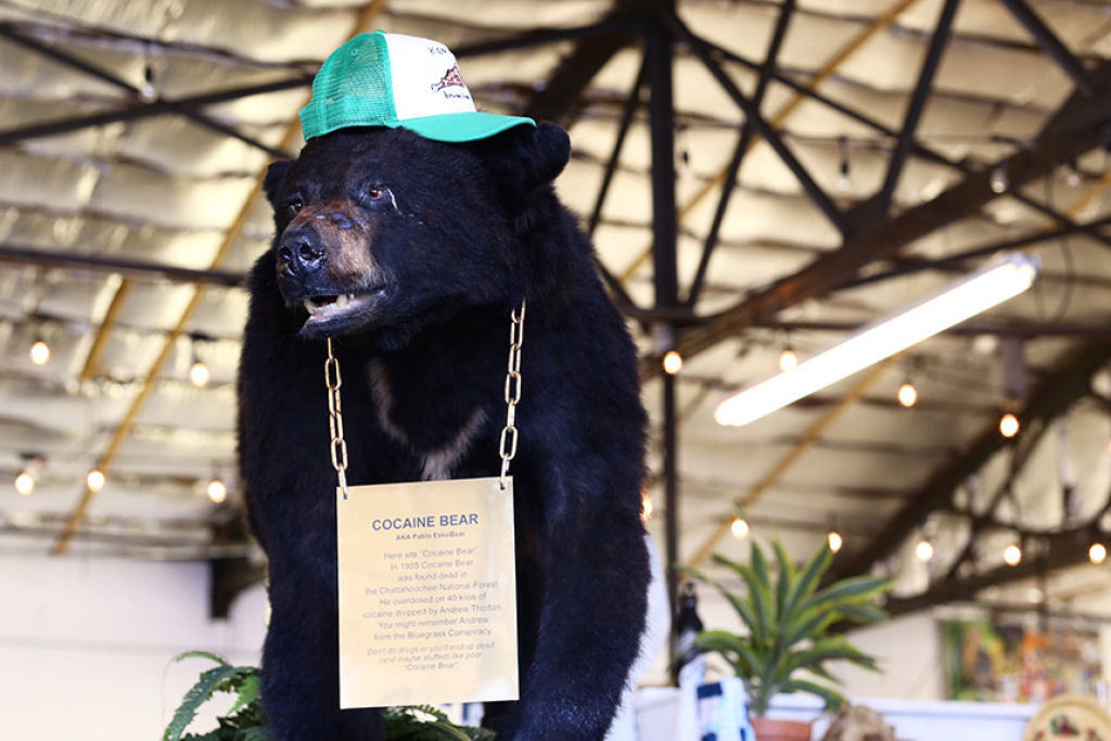 A real histria do 'Cocaine Bear', o filme sobre o urso que ingeriu 34 kg de cocana antes de morrer