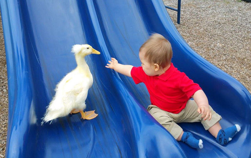 Este pato se transformou no protetor deste bebê e o segue por todos os lados 09