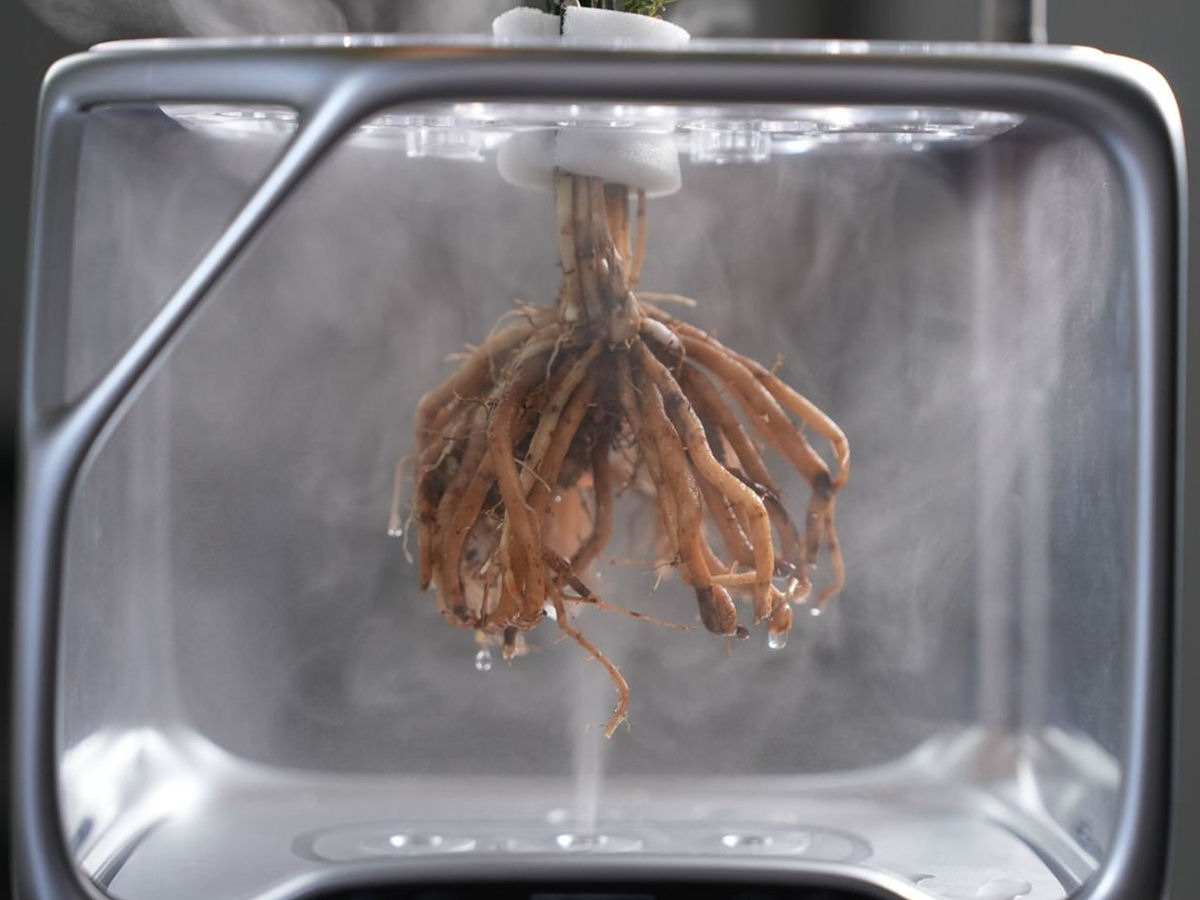 Vaso aerop�nico permite o cultivo de plantas no ar, sem terra ou �gua