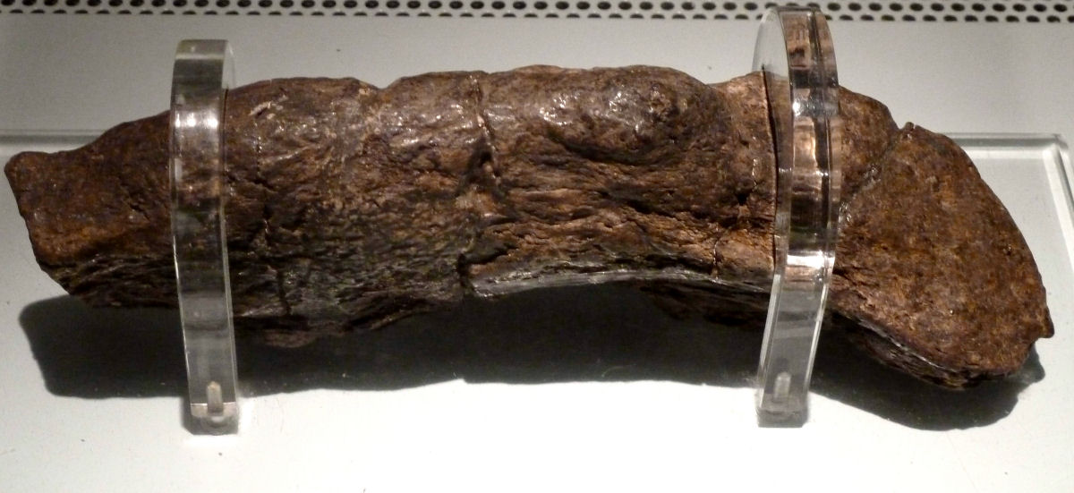 Este gigantesco excremento humano é o maior e antigo jamais encontrado