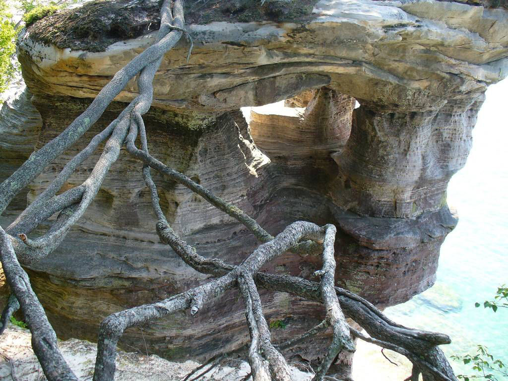 A curiosa histria da rvore que sobrevive sobre uma coluna de arenito 06