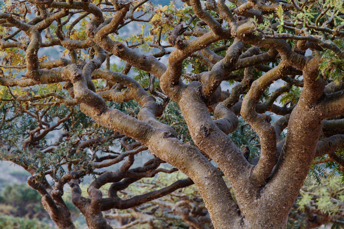 As centen�rias �rvores de franquincenso do vale seco de Wadi Dawkah 01