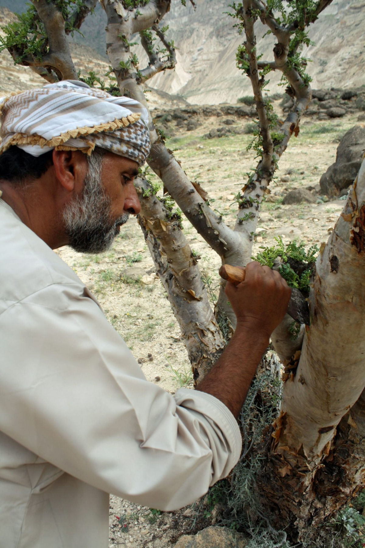 As centenárias árvores de franquincenso do vale seco de Wadi Dawkah 01