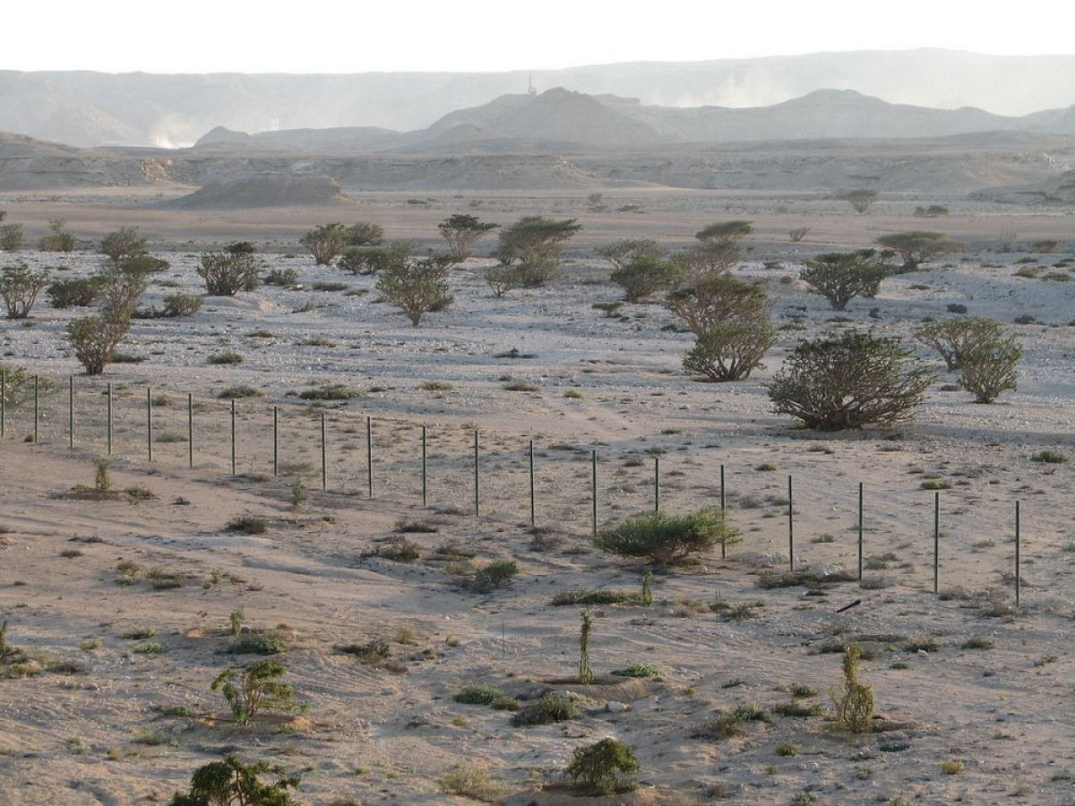 As centenrias rvores de franquincenso do vale seco de Wadi Dawkah 02