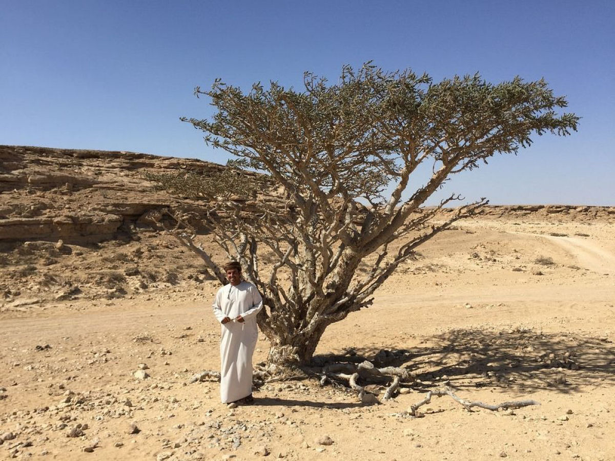 As centenrias rvores de franquincenso do vale seco de Wadi Dawkah 03