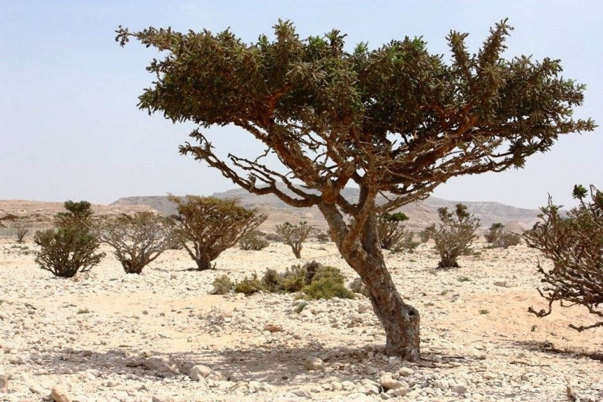 As centenrias rvores de franquincenso do vale seco de Wadi Dawkah 04