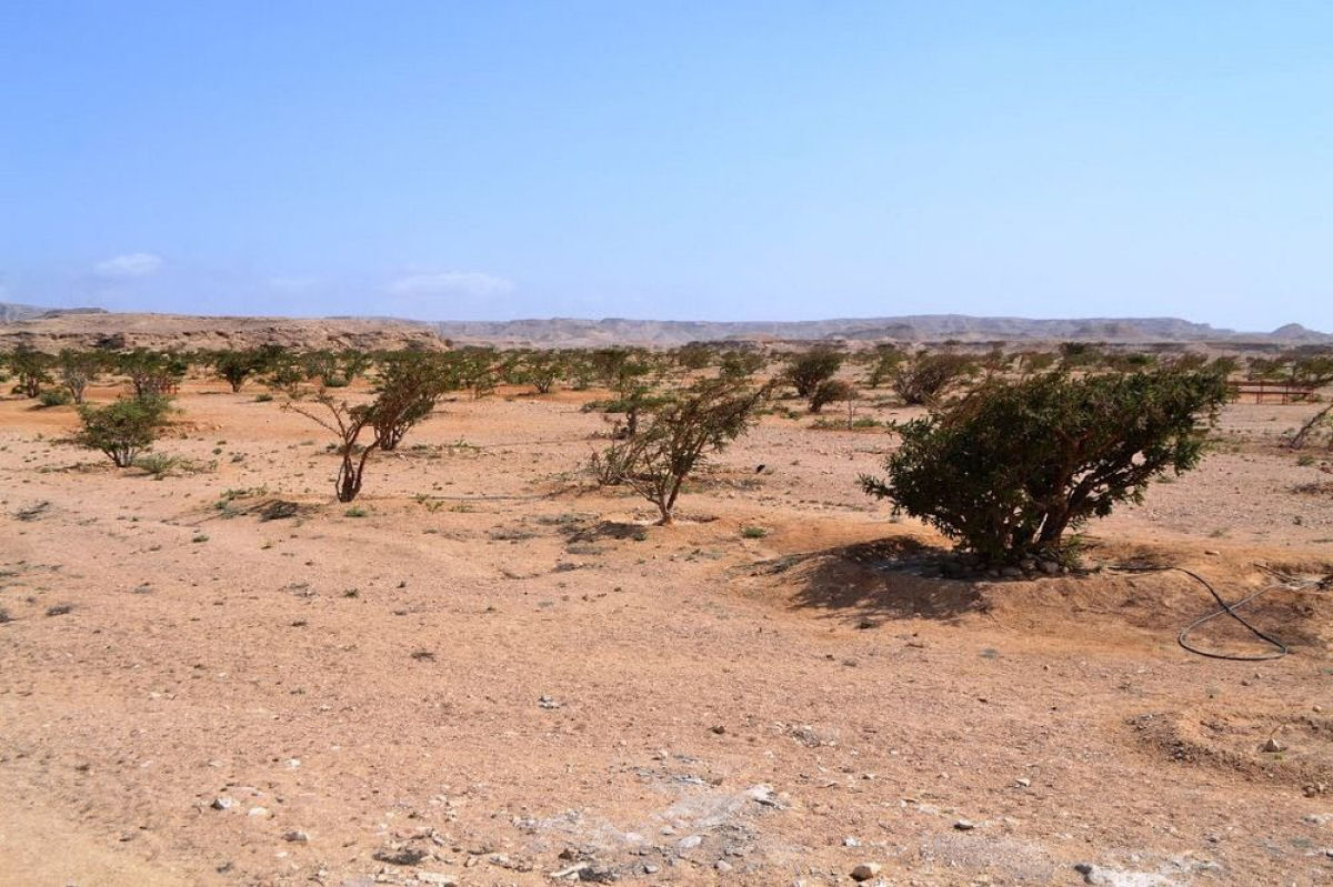 As centenrias rvores de franquincenso do vale seco de Wadi Dawkah 05