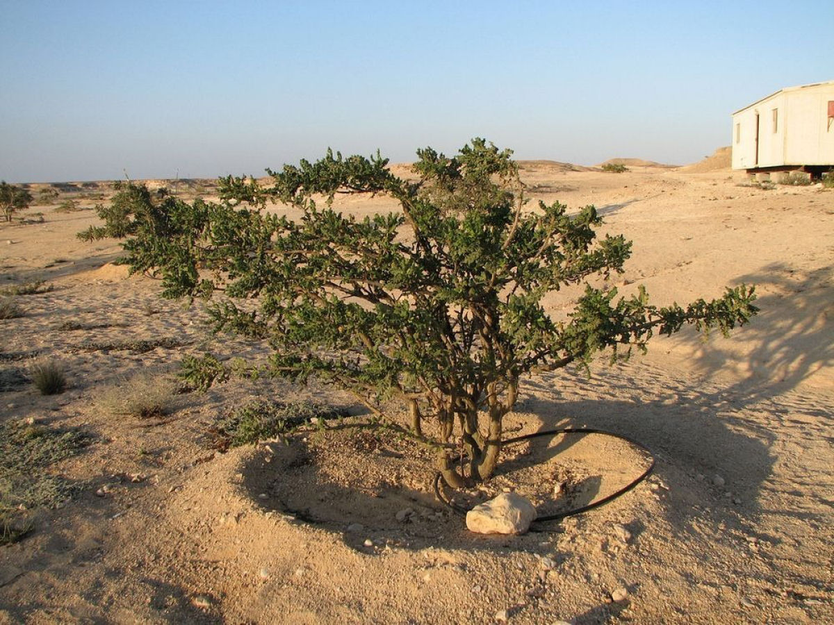 As centenárias árvores de franquincenso do vale seco de Wadi Dawkah 06