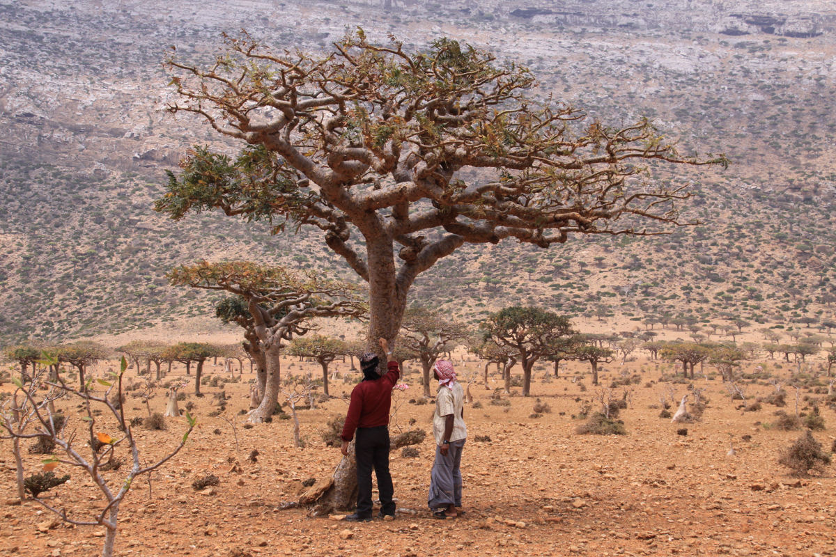 As centenárias árvores de franquincenso do vale seco de Wadi Dawkah 12