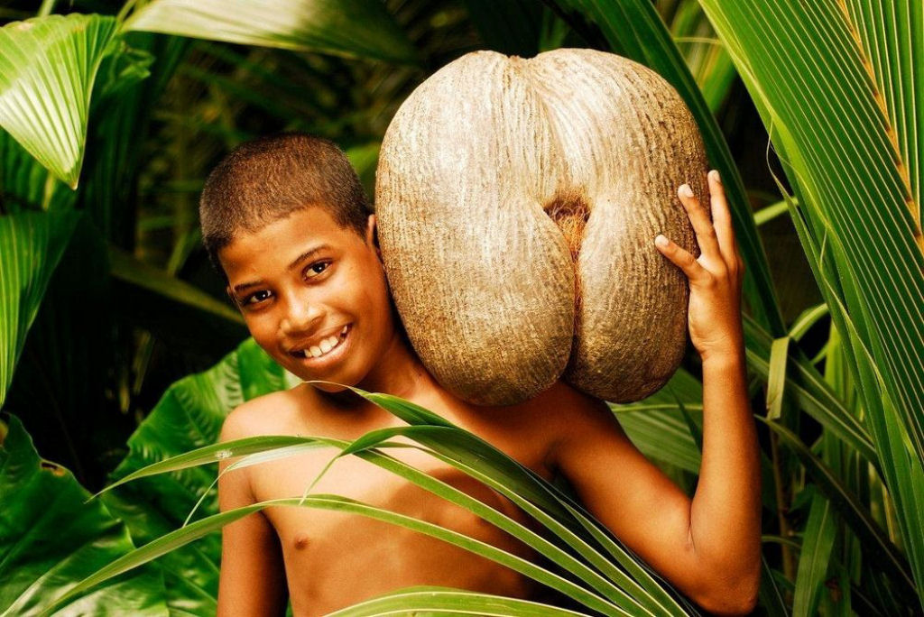 Coco-do-mar: o verdadeiro fruto proibido 01