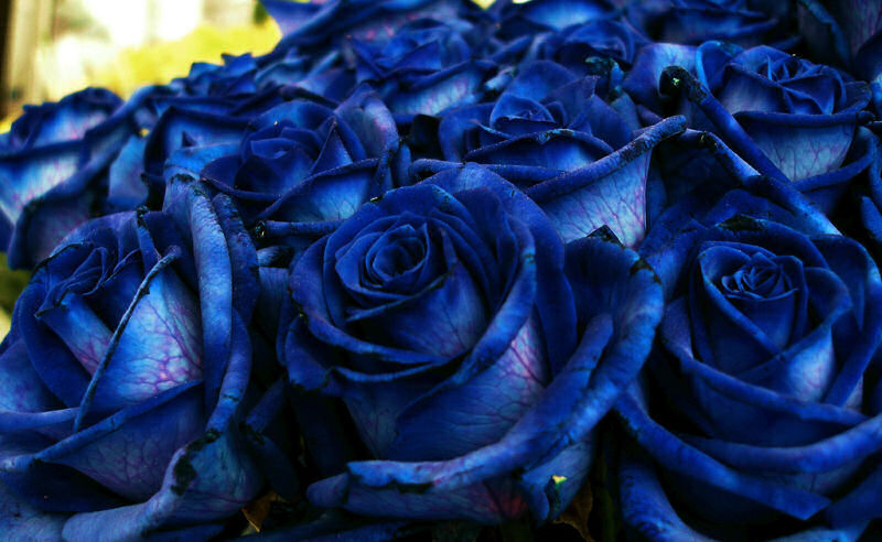 Por que as rosas azuis em realidade não são naturais (e nunca poderão ser)  - MDig