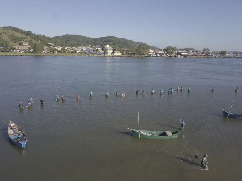 Golfinhos e humanos trabalham juntos para pescar em Santa Catarina