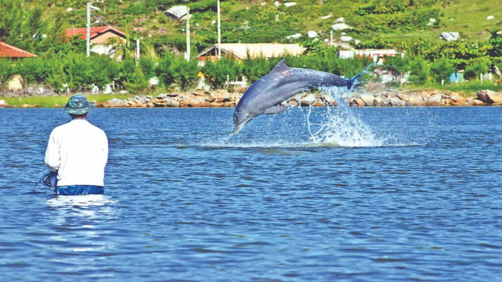 Golfinhos e humanos trabalham juntos para pescar em Santa Catarina