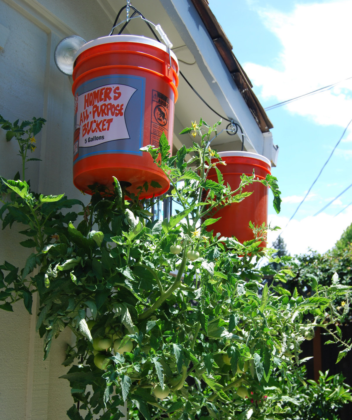 Como cultivar tomates em casa de cabeça para baixo 08