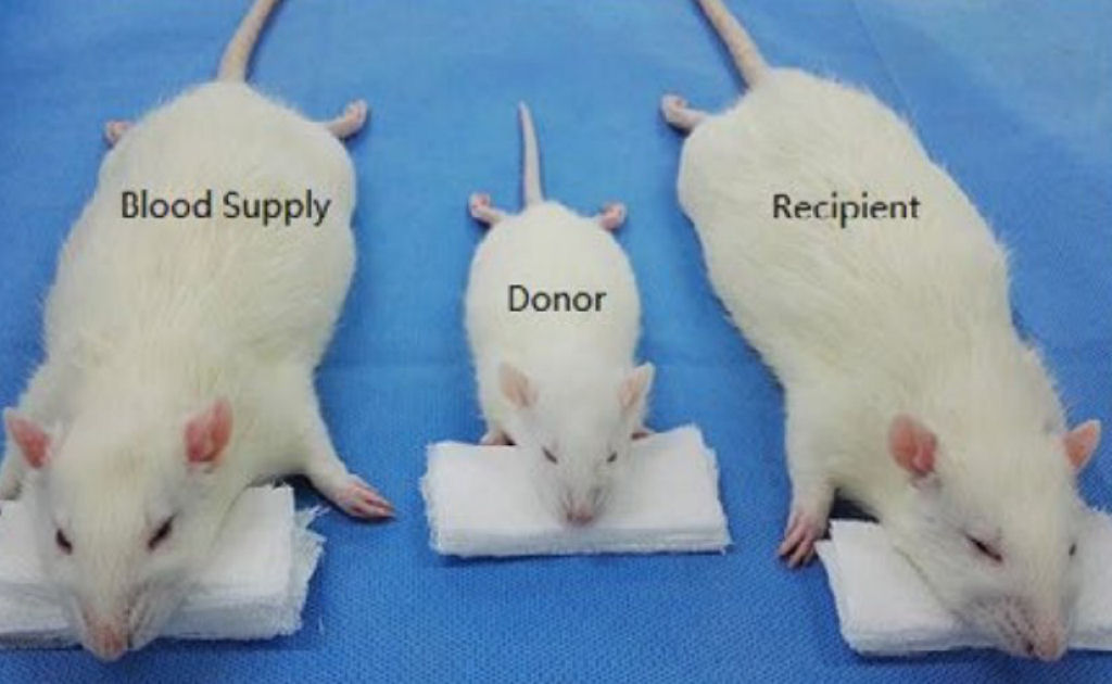 Cirurgião transplanta a cabeça de um rato a um outro como prática para o primeiro transplante de cabeça humana