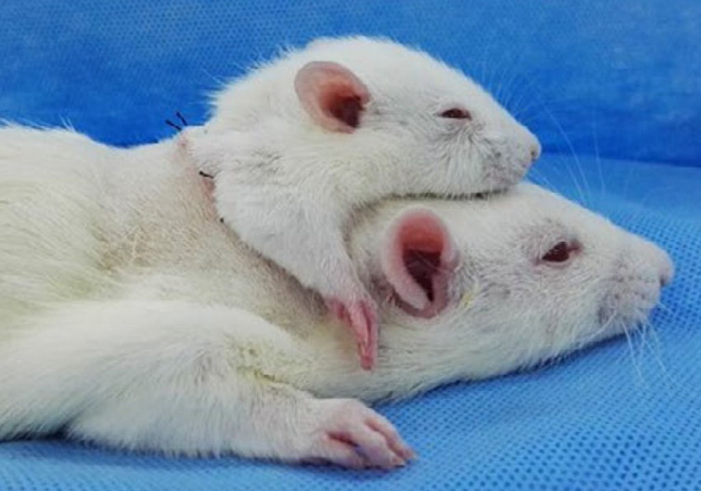 Cirurgião transplanta a cabeça de um rato a um outro como prática para o primeiro transplante de cabeça humana