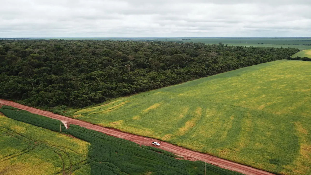 Por que a Amaznia s vezes  chamada de ar condicionado da Terra?