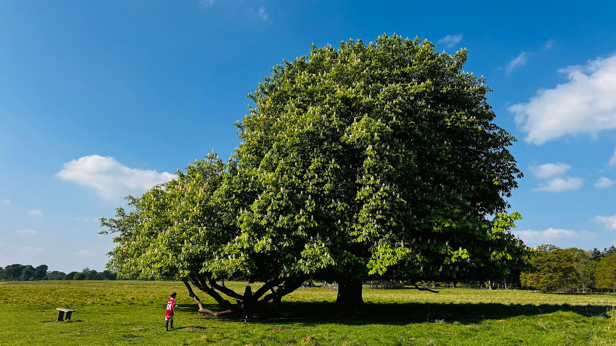 S 5% de uma rvore  composta de clulas vivas, e o resto?