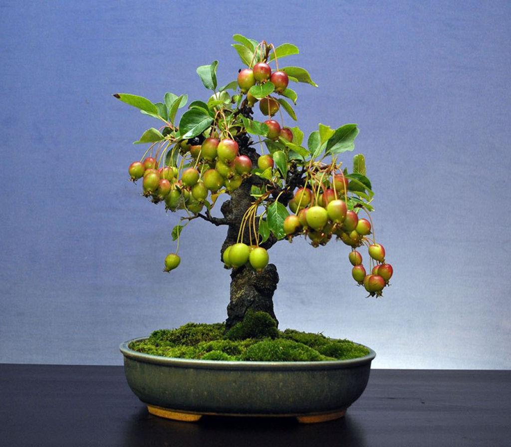 Bonsais de árvores frutíferas que você quererá ter em sua casa 14