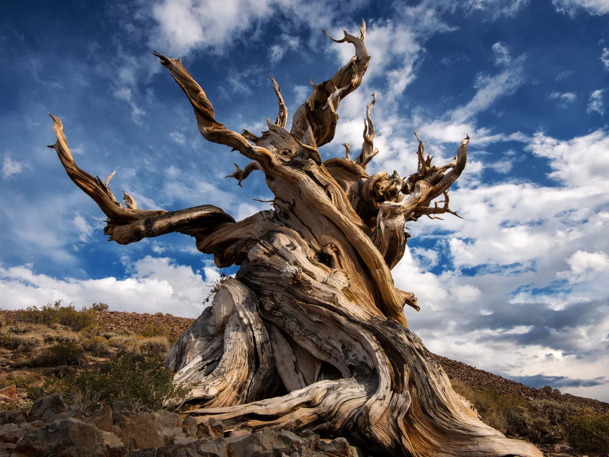 Quais so as razes pelas quais Matusalm, o pinheiro-bristlecone, conseguiu viver por 5.000 anos?