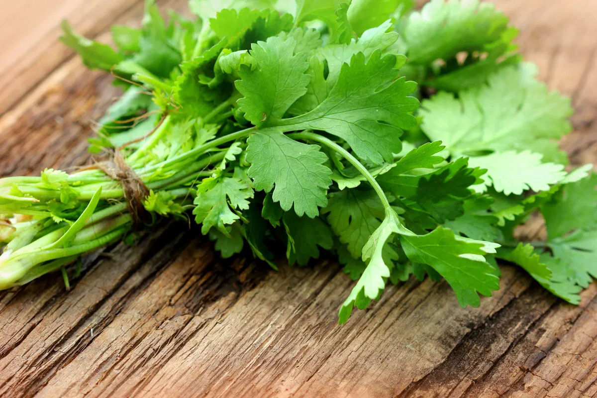 Por que algumas pessoas odeiam tanto o coentro?