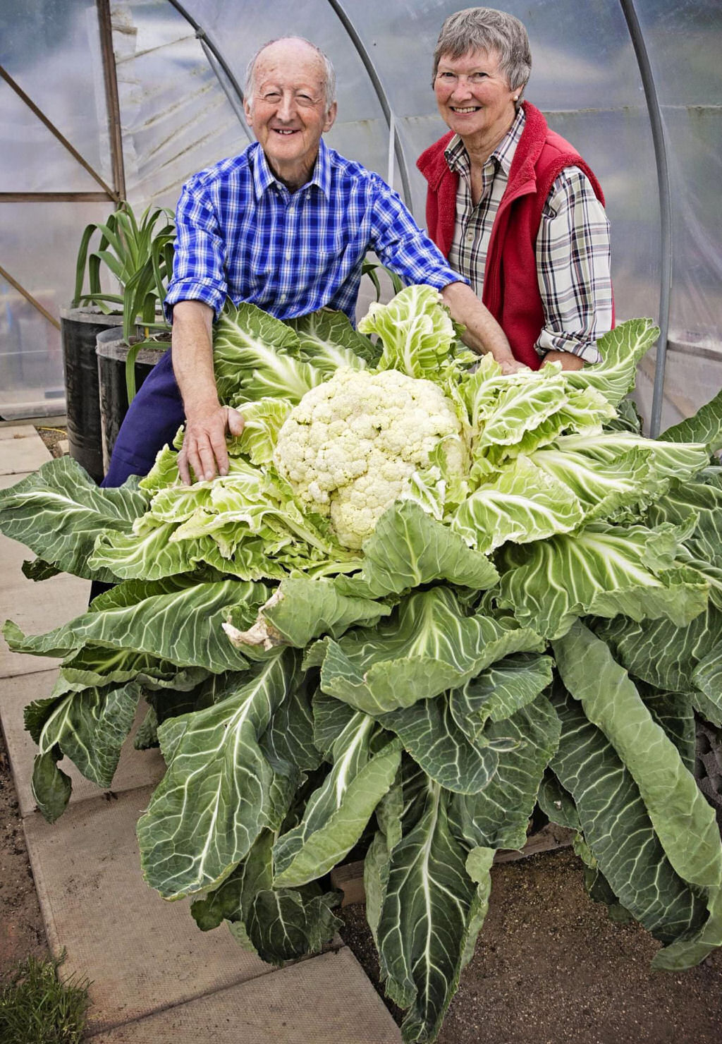 A comunidade solidária de horticultores de vegetais gigantes britânicos