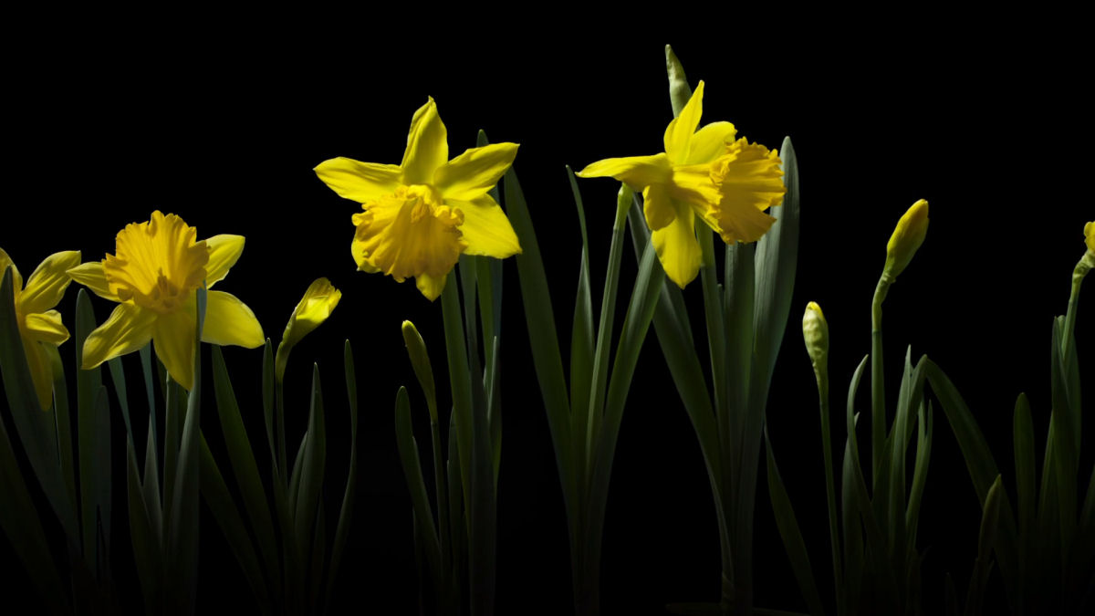 Primavera: um time-lapse pico de flores em 4K que levou 3 anos para ser feito