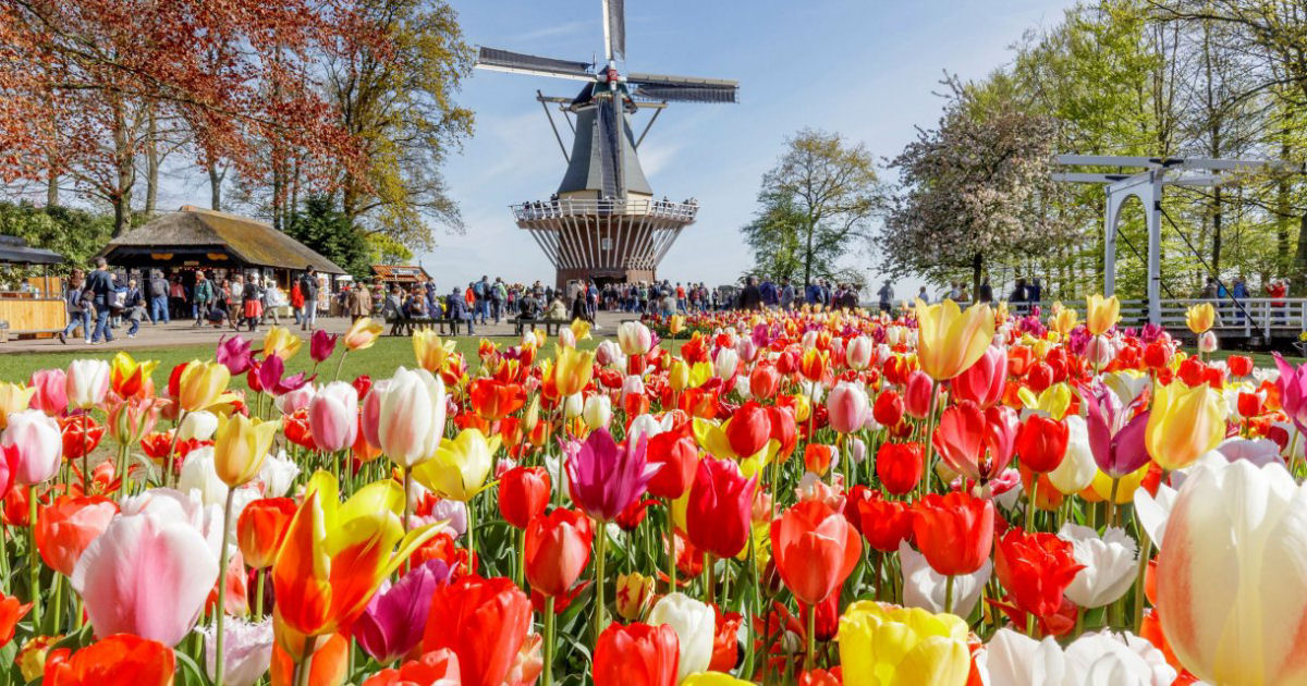 Como 2 bilhes de bulbos de tulipas so produzidos e colhidos todos os anos na Holanda