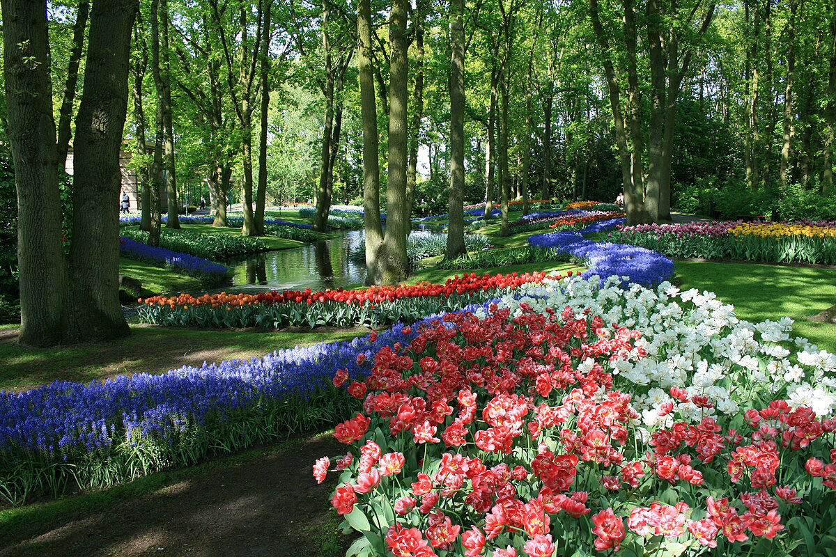 Como 2 bilhes de bulbos de tulipas so produzidos e colhidos todos os anos na Holanda