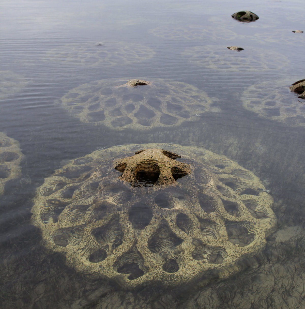 Barreiras de concreto e conchas mitigam a eroso com  novos habitats atraentes na costa da Austrlia