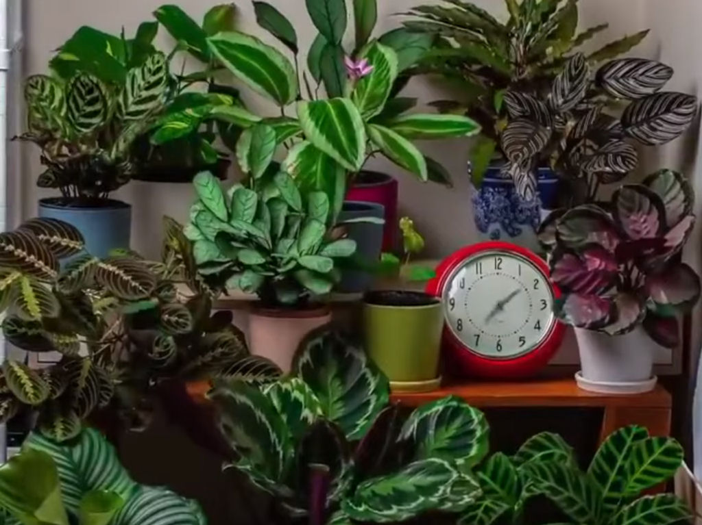 Vdeo hipntico em time-lapse mostra plantas ornamentais se movendo sozinhas durante 24 horas
