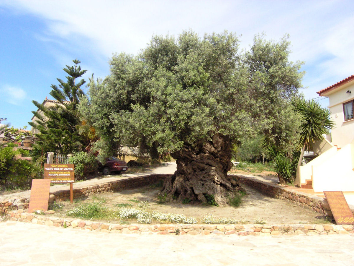 Oliveira de 3.000 anos na ilha grega de Creta ainda produz azeitonas hoje