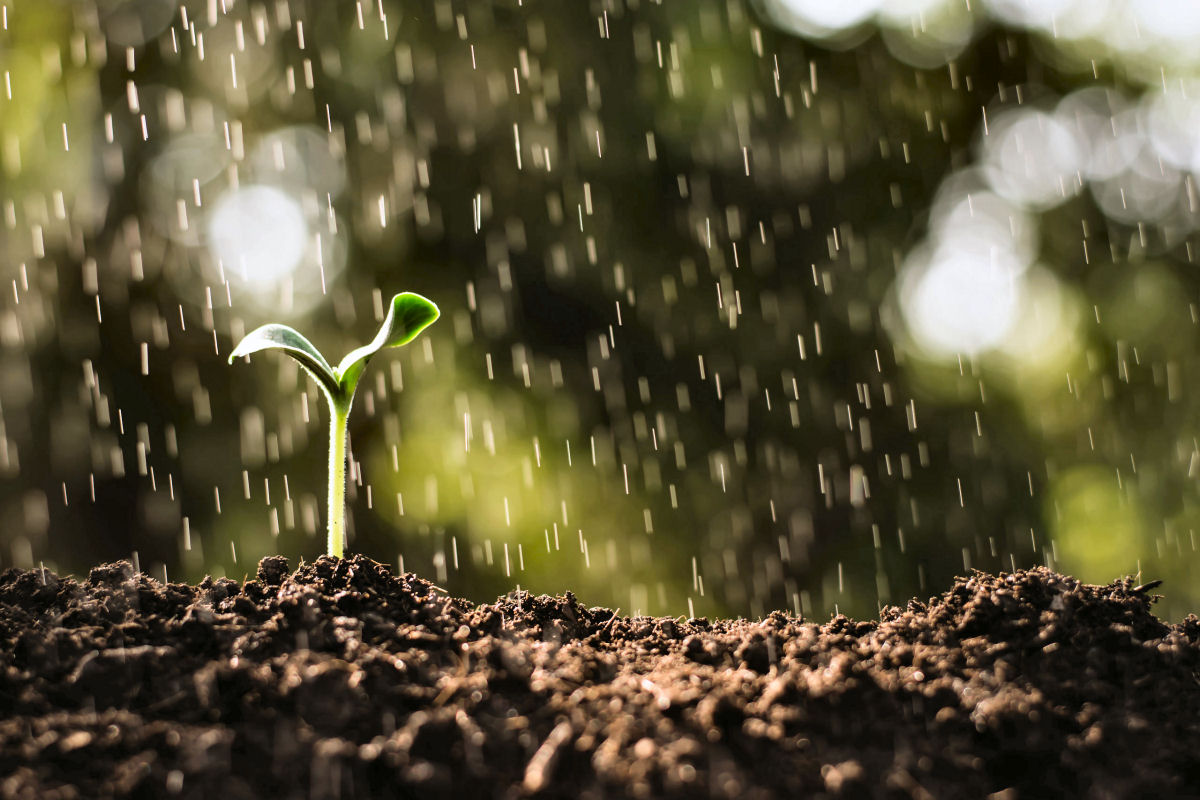 Cidade indiana cria perfume com o cheiro da chuva há milhares de anos