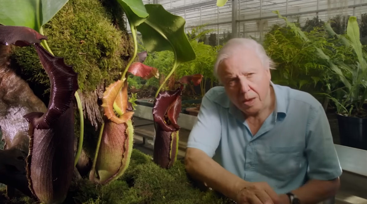 David Attenborough explica as plantas mais malucas do mundo